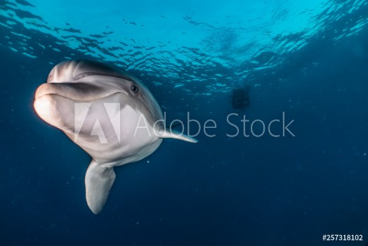 Picture of Dolphin swimming with divers in the Red Sea Eilat Israel